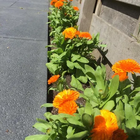 Holiday home Het Hart *